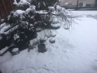 庭の雪.jpg